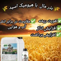 بمب بذرمال گندم و افزایش تناژ