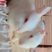 خرگوش چشم قرمز