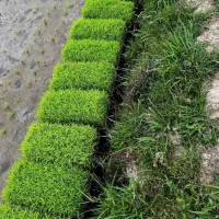 نشا،توم هاشمی درجه یک