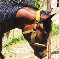 نریان عرب دوسر