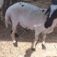 5 تا نر بره گوشتی