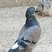 کبوتر سبز اصیل|پرنده|ایرانشهر, |دیوار