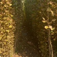 فروش نهال صنوبر|خدمات باغبانی و درختکاری|حاجیلار, |دیوار