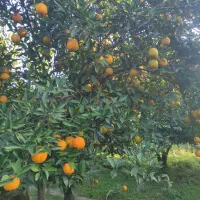 تامسون|خوردنی و آشامیدنی|گلوگاه, |دیوار