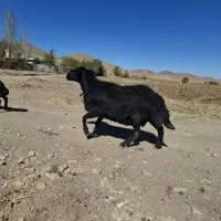 فروش قوچ قره قزل