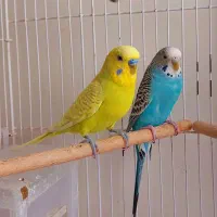 جفت مولد مرغ عشق|پرنده|قزوین, |دیوار