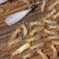 سمپاشی و موریانه زدایی|خدمات نظافت|شادگان, |دیوار