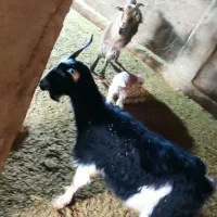 بز. گوسفند|حیوانات مزرعه|پاکدشت, پارچین|دیوار