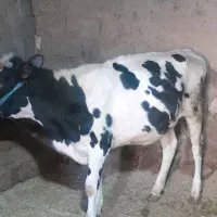 گاو ابستن و نوبر|حیوانات مزرعه|بلبان آباد, |دیوار