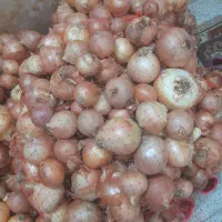 پیاز|خوردنی و آشامیدنی|فاروج, |دیوار