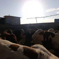 گاو نر سمینتال گوشتی