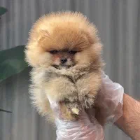 پامرانین خرسی کیفیت a+