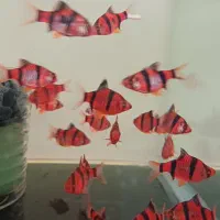 انواع ماهی.عمده و خرده