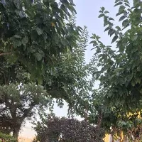 طبیعت گردی