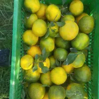 خریدار نارنگی سردرختی