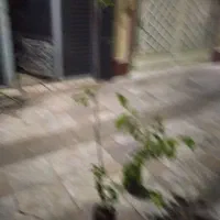 درخت میوه|گل و گیاه طبیعی|تهران, یاخجی آباد|دیوار