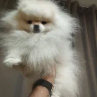 پامرانین خرسی|سگ|خرمآباد, |دیوار