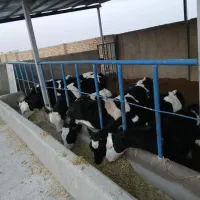 تعداد گاو شیری و ابستن