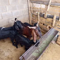 بز کهره دار|حیوانات مزرعه|فسا, |دیوار