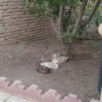 اوردک|حیوانات مزرعه|نظرآباد, نجم آباد|دیوار