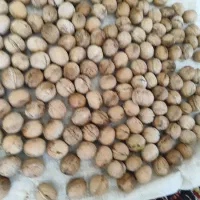 گردو تویسرکان درجه1مغز سفید پرچرب تک درخت|خوردنی و آشامیدنی|کنگاور, |دیوار
