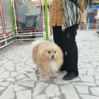 سگ پامر اشپیتز روباهی