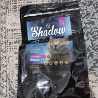 واگذاری رایگان گربه DSH|گربه|اندیشه, شهرک مریم|دیوار