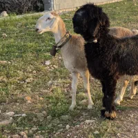 بره قوچ قنقوردرجه یک وشیشک چینی