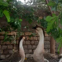 تخم بوغازاوکراینی