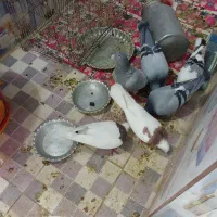 ۶بیرون شهری|پرنده|شیراز, شیخ علی چوپان|دیوار