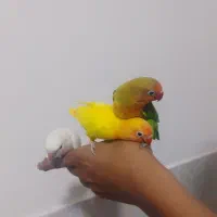 کوتوله تقریبا نرمه خور رنگ خاص