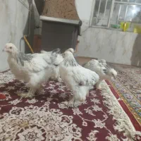 جوجه برهما ۳ ماه|حیوانات مزرعه|مشهد, علی آباد|دیوار