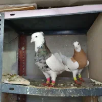 زیورآلات تزئینی، ،طوقی|جواهرات|تاکستان, |دیوار