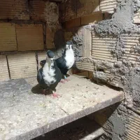 طوقی .ریش .ساده سیاه|پرنده|بیرجند, |دیوار