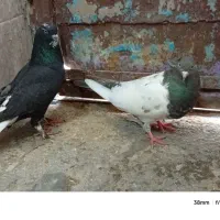 کبوتر