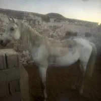 اسب نریان