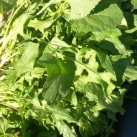 لسفناج تازه