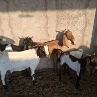 ۶بز|حیوانات مزرعه|اهواز, دغاغله|دیوار