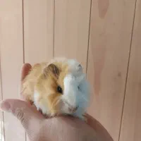 انواع خرگوش هندی یا دراصل خوکچه هندی