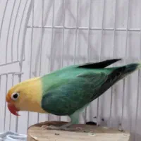 طوطی برزیلی، پاربلو کله زرد خالص ماده