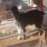 کهره نازک چاق