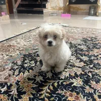 سگ شیتزو ترییر