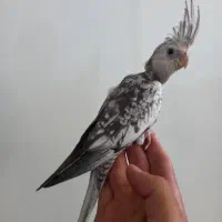 جوجه عروس هلندی نر ۴۵ روزه ایزابلا دستی