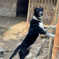 سگ گله نگهبان