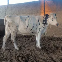 گاو و گوساله|حیوانات مزرعه|مرودشت, ثبت احوال|دیوار