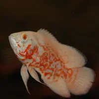 گیاه طبیعی|ماهی|اهواز, کوی سعدی|دیوار