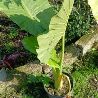 گل بابا ادم