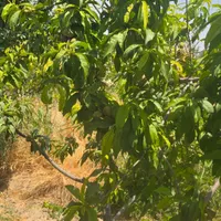 باغ و باغچه ۳۵۵ متری/سندتکبرگ/مجوزدار|فروش زمین و ملک کلنگی|شهریار, |دیوار