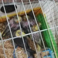 فروش جوجه عروس هلندی 1ماهه کاملا تربیت شده|پرنده|بجنورد, |دیوار