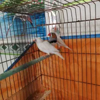 پرنده فنچ|پرنده|یاسوج, |دیوار